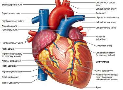 A diagram shows the chambers of the heart and the blood vessels that bring blood to the heart and out to the body.