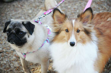 sheltie pug