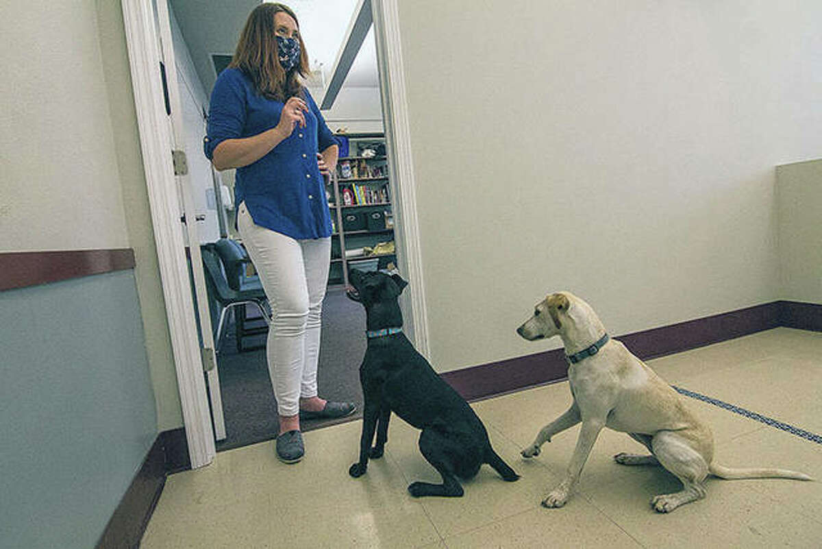 Illinois Wesleyan University associate psychology professor Ellen Furlong gets the attention of 1-year-old dogs Bruno and Ella in the college’s dog sciences lab in Bloomington.