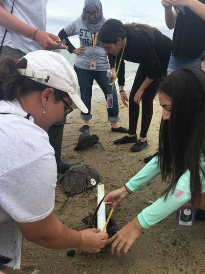 Sacred Heart University Professor Jo-Marie Kasinak, Project Limulus outreach coordinator, teaches student volunteers from New York University how to measure and tag horseshoe crabs at Short Beach in Stratford.