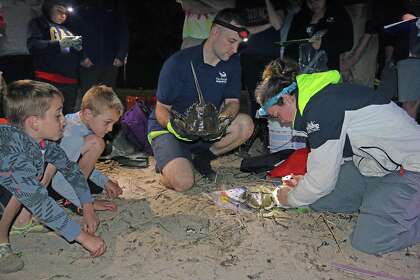 Local students watch horseshoe crabs get tagged during a recent springtime tagging expedition to Calf Pasture Beach in Norwalk organized by the Maritime Center at Norwalk
