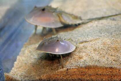 Two small horseshoe crabs explore their habitat in The Maritime Aquarium at Norwalk’s new Horseshoe Crab Culture Lab. A window on the lab lets Aquarium guests follow along as staff tries to make discoveries about horseshoe crabs’ physical processes, food preferences, breeding behaviors and more.