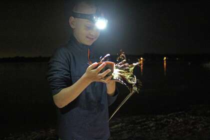 A local student examines a horseshoe crab during a spring tagging expedition organized by the Maritime Center at Norwalk at Calf Pasture Beach in Norwalk.