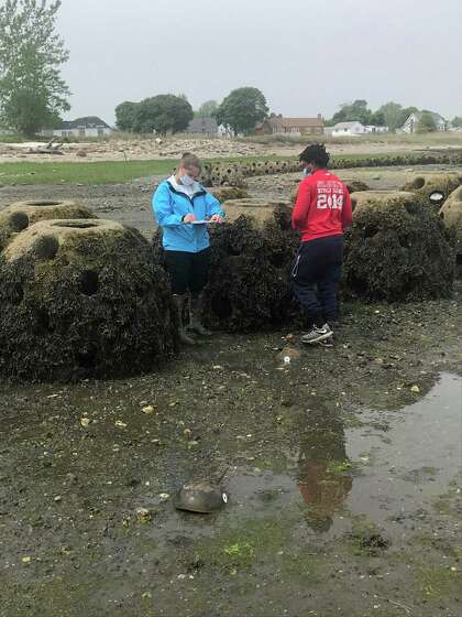 Lexi Edwards and Adrian Nelson, Sacred Heart University student research assistants, examine spawning horseshoe crabs at the Stratford Point Living Shoreline in June of 2020.