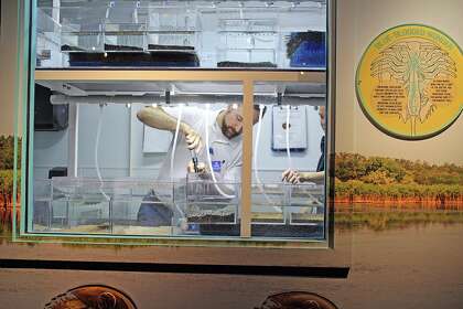 Dave Hudson, a research scientist at the Maritime Center of Norwalk, is seen through a viewing window working in the center's new Horseshoe Crab Culture Lab.