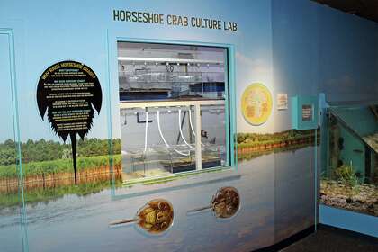 A window into the new Horseshoe Crab Culture Lab at The Maritime Aquarium at Norwalk lets guests follow along as staff tries to make discoveries about the creatures’ physical processes, food preferences, breeding behaviors and more.