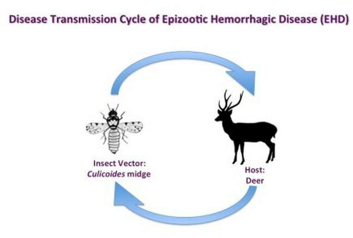 Deer Falling Prey To Insect Borne Hemorrhagic Disease