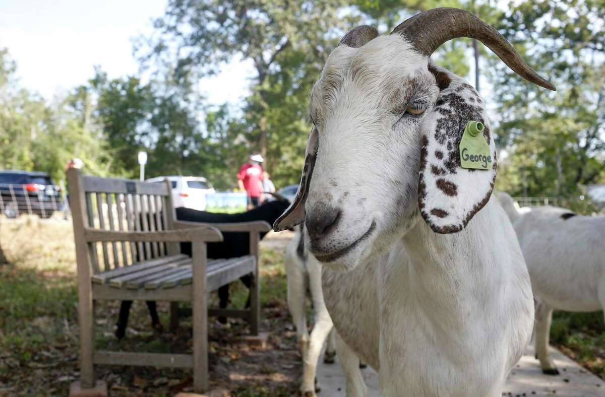 Goats graze Monday, Oct. 5 2020, at the Houston Arboretum and Nature Center in Houston. Seven different breeds of goats, 142 in total, were brought from central Texas to graze at the arboretum.