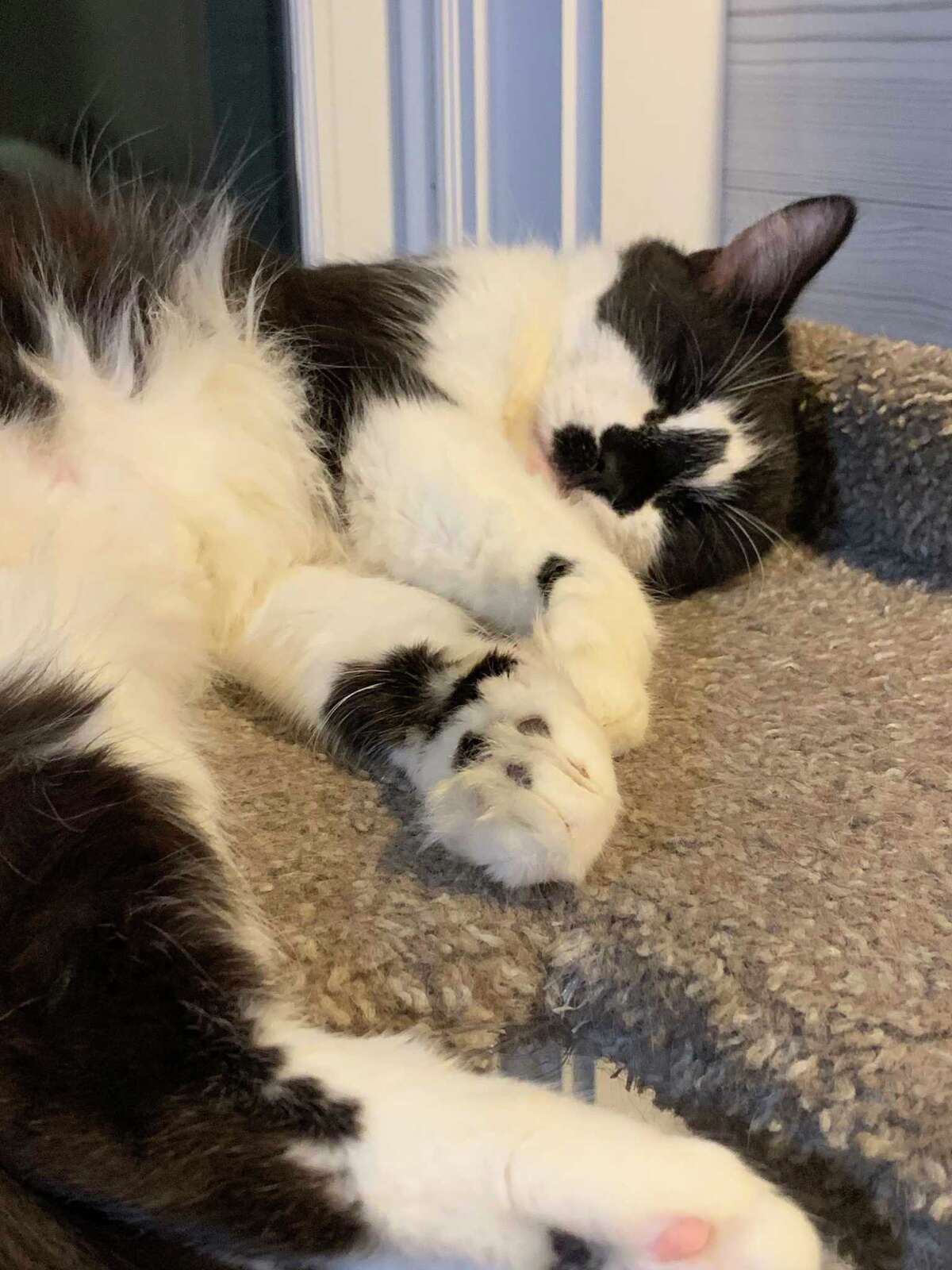 Jade, a sweet, 6-year-old tuxedo cat is searching for her furr-ever home.