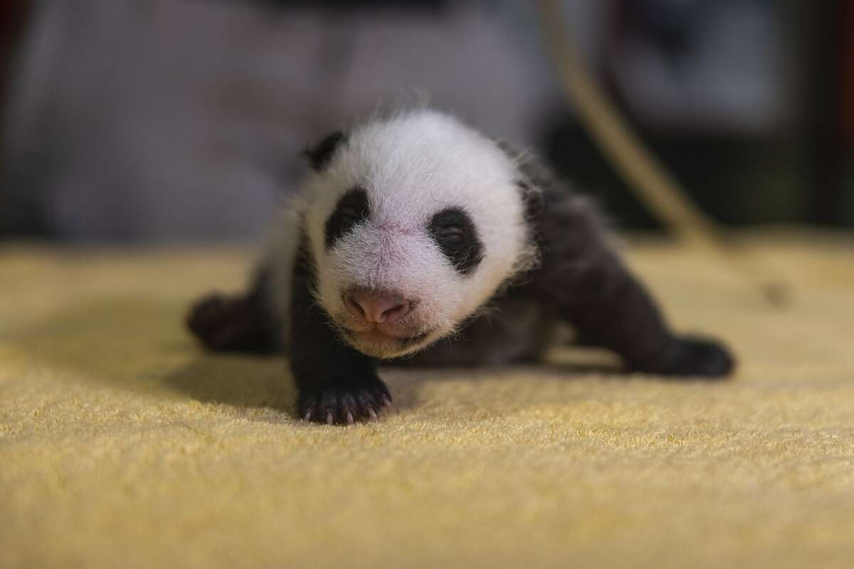 This handout photo released by the Smithsonian's National Zoo shows a new 6-week old, still-unnamed, baby boy panda, born Aug. 21, 2020 at the zoo. (Roshan Patel/Smithsonian’s National Zoo via AP)
