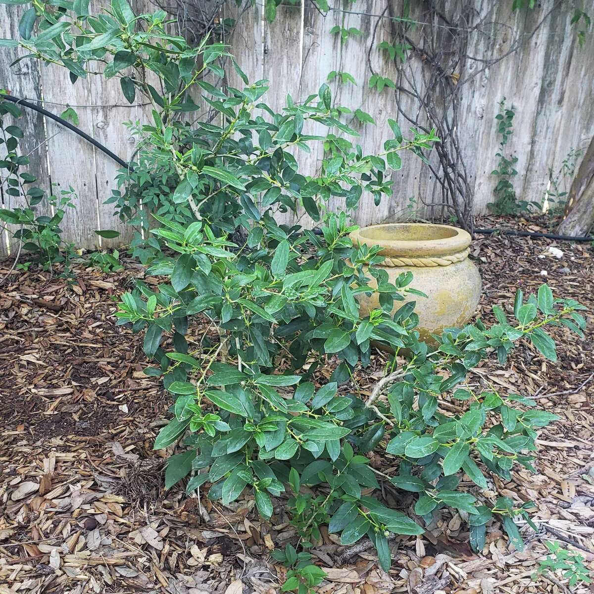 Neil Sperry This mushroom is a sign of tree death