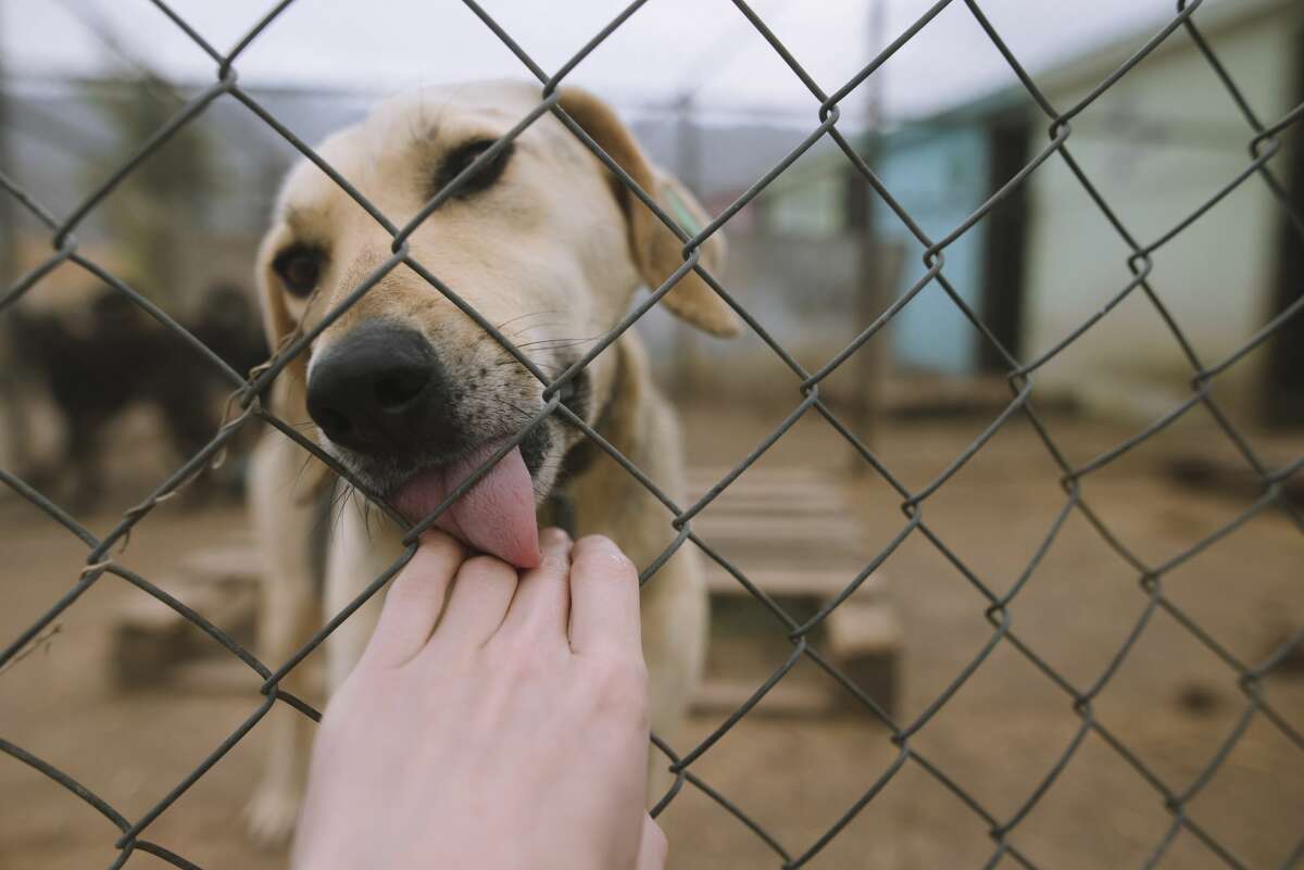 Shelter Dogs