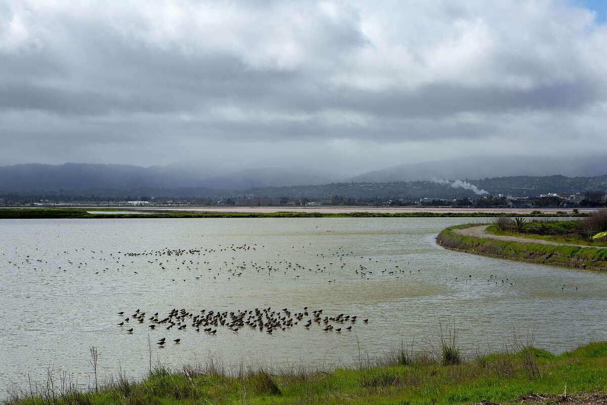 Birds at the Cargill property near the salt ponds on Tuesday, March 12, 2019, in Redwood City, Calif. A federal judge on Monday ruled that a collection of salt ponds on the San Francisco Bay is subject to protections under the Clean Water Act — going against a previous decision by the Environmental Protection Agency that could have potentially paved the way for massive development on the site.