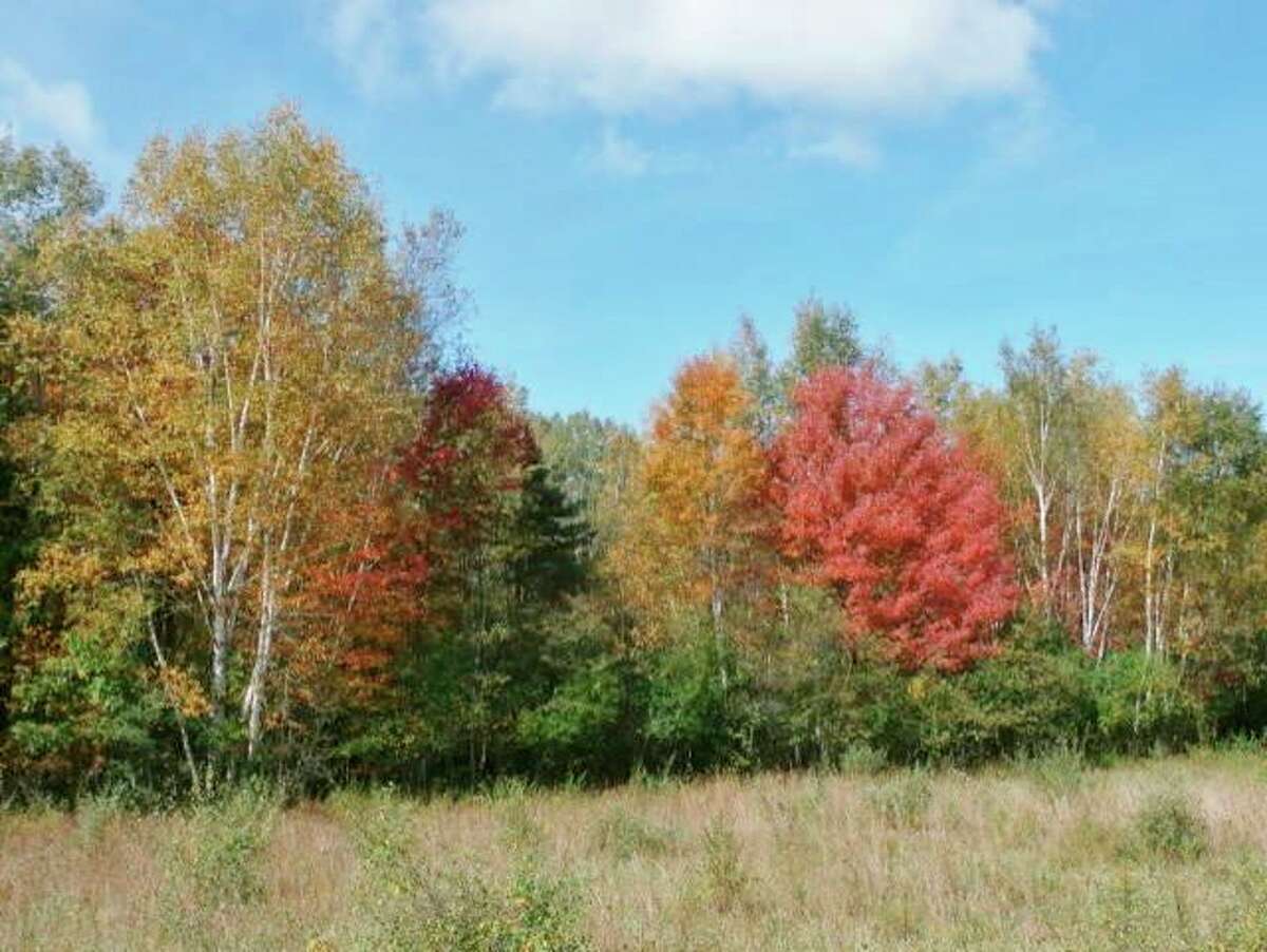 Fall color at the west gate of McLean Nature Preserve in Bay County. (Photo provided/McLean Nature Preserve)