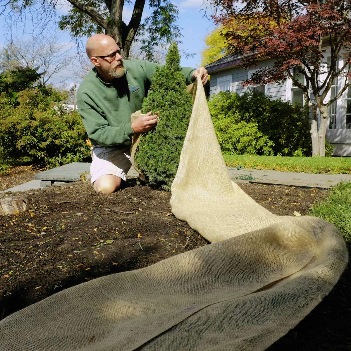 Jason Schultz, a garden designer at Faddegon's, wraps up a dwarf Alberta spruce on Tuesday, Oct. 6, 2020, in Latham, N.Y. (Paul Buckowski/Times Union)