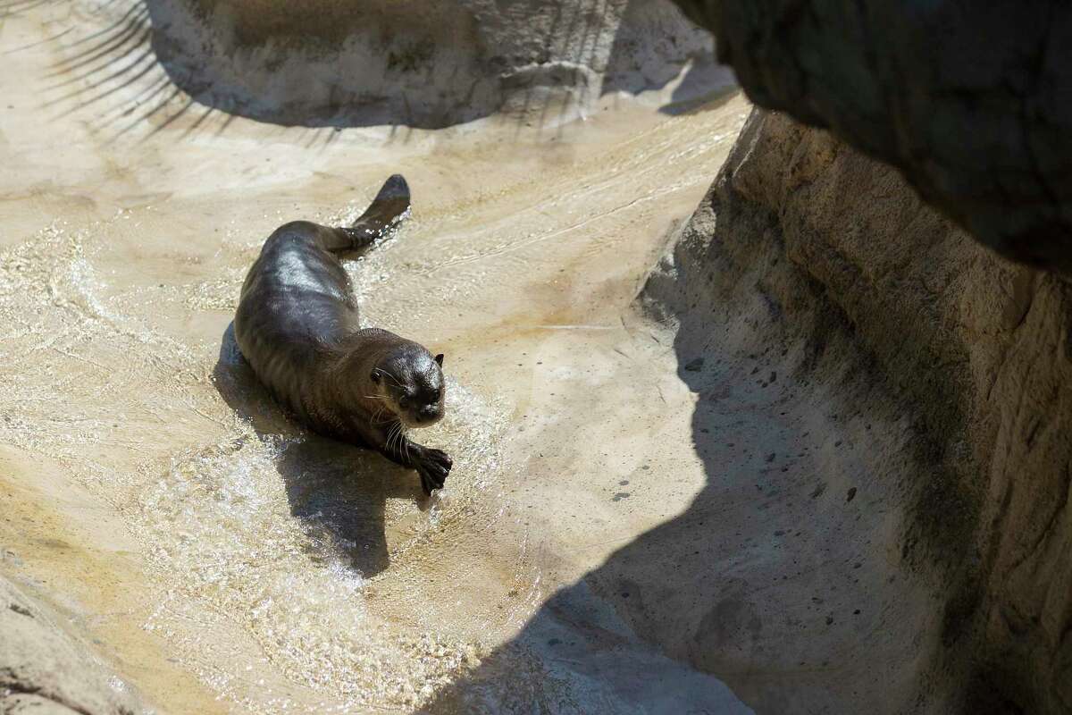 A giant river otter slides down a waterfall in the new Pantanal exhibit at the Houston Zoo Monday, Oct. 5, 2020 in Houston. The exhibit is designed as an immersive trail with lush environments that allow close-up views of jaguars, capybaras, giant river otters, dart frogs, howler monkeys, anaconda and macaws, all native to Brazil’s tropical wetlands.