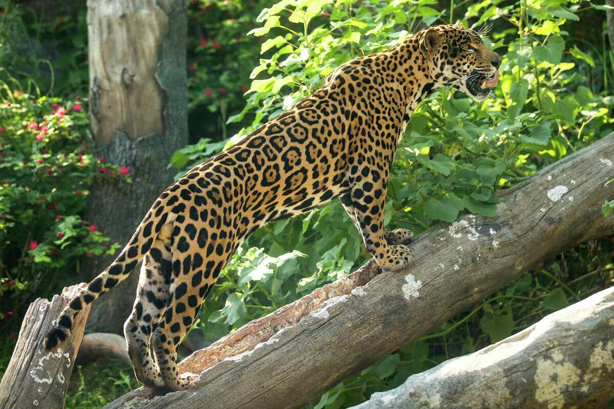 houston-zoo-unveils-its-first-in-the-nation-pantanal-exhibit