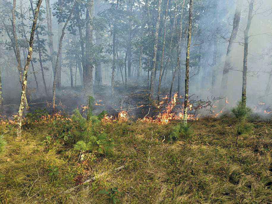 NWS: Wind, dry conditions causing ‘elevated risk’ of fire