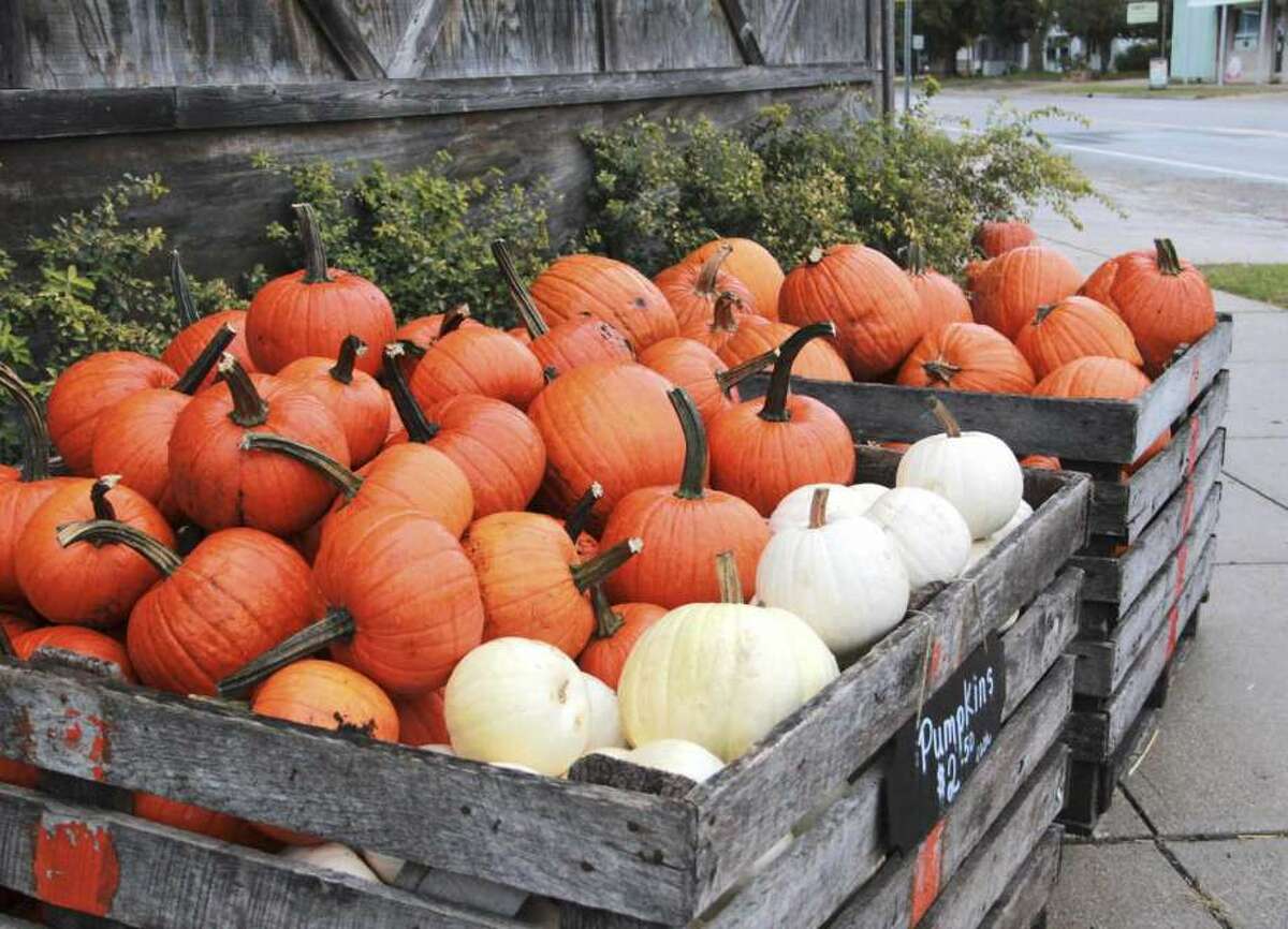 Four Green Fields Farms Located 5 miles east of Big Rapids is Four Green Fields Farms, which boasts multiple attractions including horse drawn wagons and a corn maze. The farms also sport a pumpkin patch for all your jack-o'-lantern needs. The maze will be open until Oct. 31 with a haunted maze available only until Oct. 30.