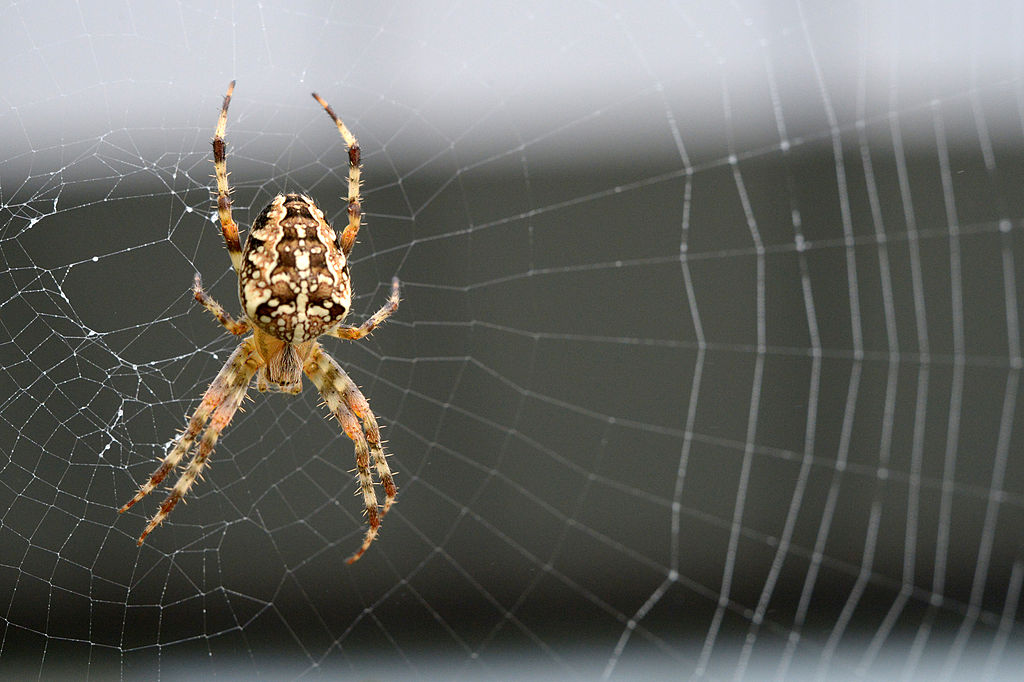 Seattle's Spider season is here, but don't be afraid ...