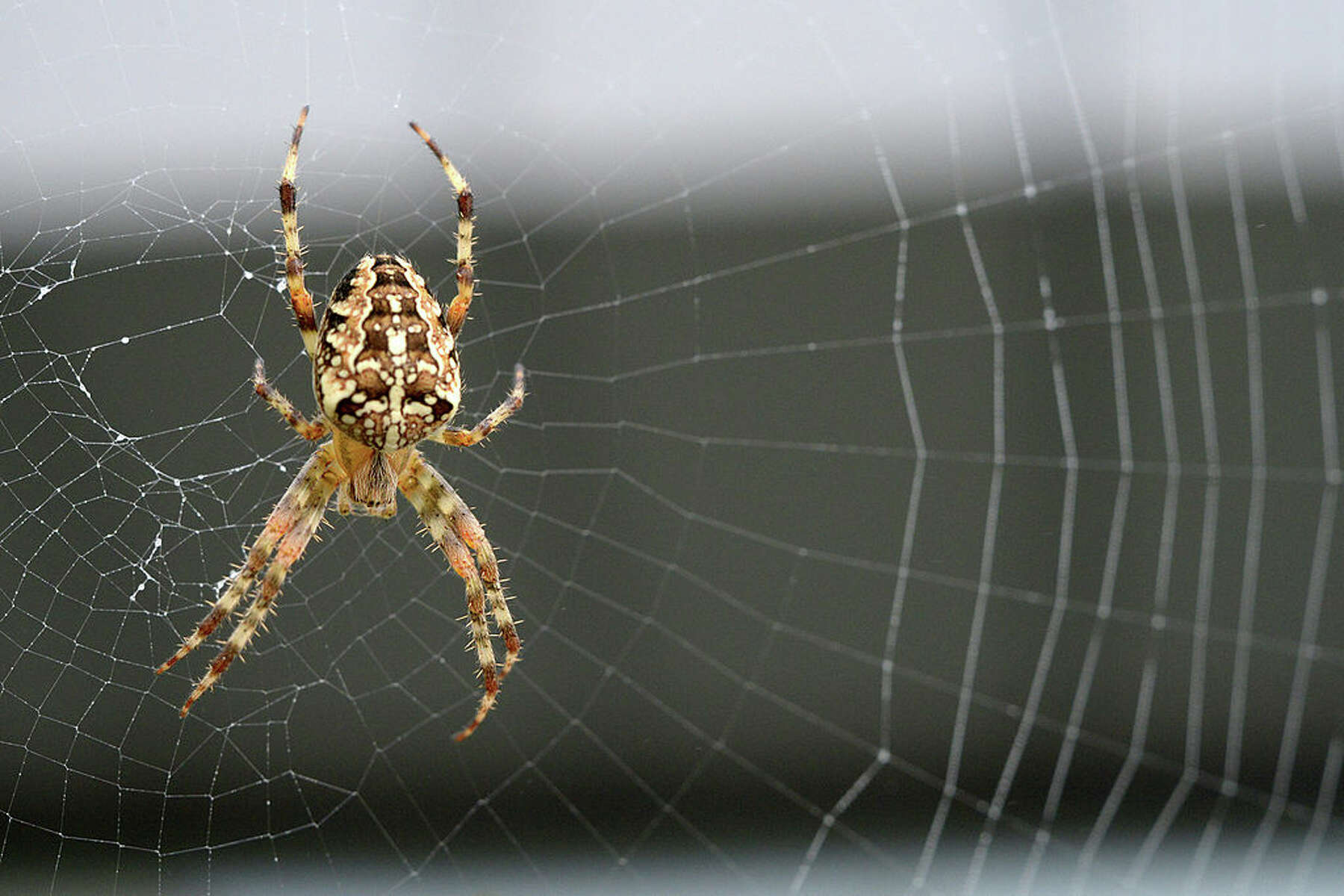 Mating season means giant spiders are on the move in Seattle - Axios Seattle