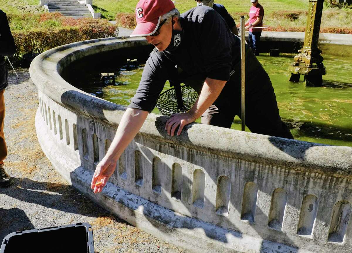 Glen Doherty, a partner at Hodgson Russ Law Firm, tosses a small goldfish into a bin with water at Yaddo on Thursday, Oct. 8, 2020, in Saratoga Springs, N.Y. The coy and goldfish in the fountain needed to be collected out of the fountain as it was drained for the winter. Employees with the law firm volunteered on Thursday to help the limited staff at Yaddo to finish up maintenance work that needed to be done before the winter. Yaddo is a retreat that offers residencies to artists from all nations and backgrounds working in a range of disciplines. Due to the outbreak of COVID-19, Yaddo had to close its doors this past spring, furlough more than half of its employees, and will remain closed through the end of the year. (Paul Buckowski/Times Union)