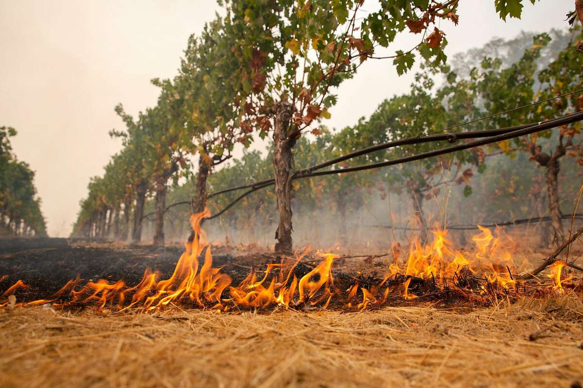 在纳帕谷的罗伯特·克雷格酒庄，毁灭性的玻璃火的火焰从葡萄藤下蔓延，即使被烧焦，葡萄藤也能在野火中幸存下来。