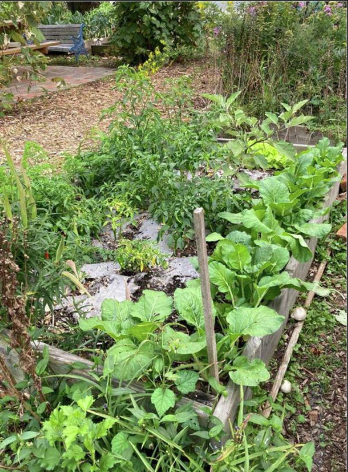 A plot at Gather New Haven shows the use of paper mulch, a tactic to conserve water and a great defense against drought. Gardeners can also use straw, leaves, or grass clippings as mulch.