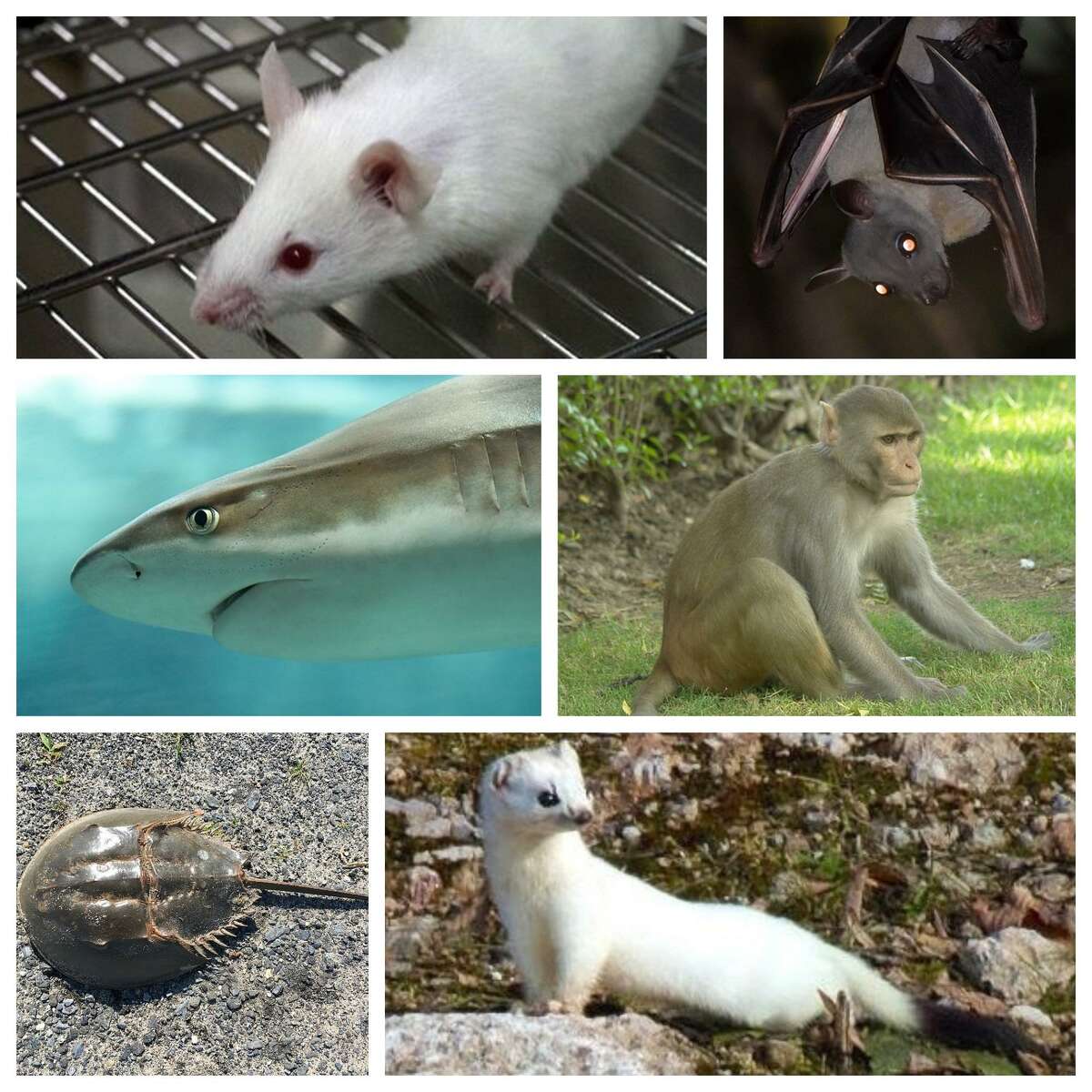 Analysis: 6 animal species dying because of COVID