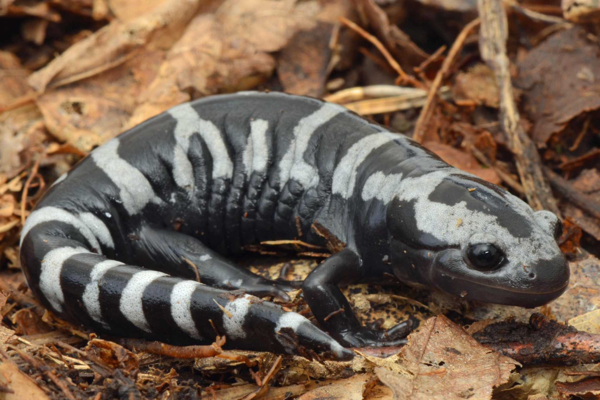 Robert Miller How marbled salamanders get a jump start