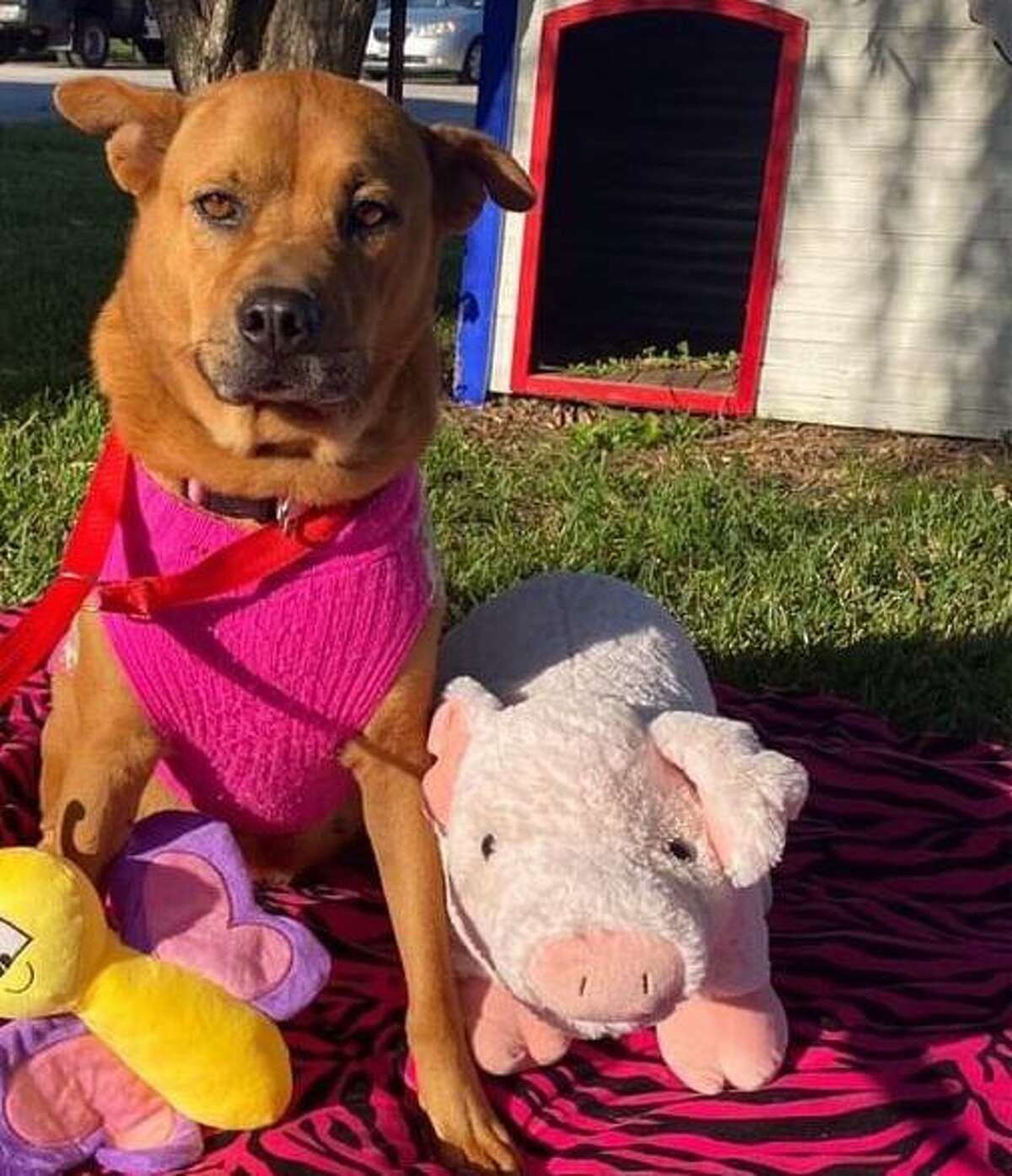 Fort Bend County Animal Services plans to host “Howl-o-ween” on Saturday, Oct. 31, and Sunday, Nov. 1. The family-friendly event will include a haunted house, a pumpkin patch and adoptable pets like Eve, pictured here.