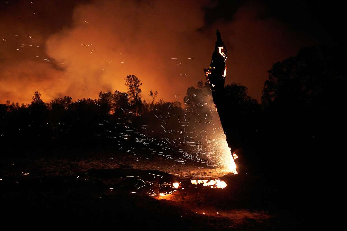 A tree burns from embers in Igo on Sept. 27, at the start of the deadly Zogg Fire in Shasta County. Cal Fire is examining PG&E electrical equipment in investigating the fire cause.
