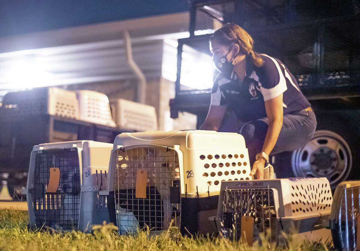 Dog Is My CoPilot rescues 368 Laredo animals, eyes bigger 2021