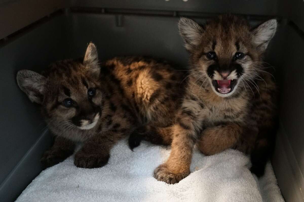 Two female mountain lion cubs, who would not survive in the wild without their mother, were rescued from the Zogg Fire and are being cared for at the Oakland Zoo, as is a male cub.