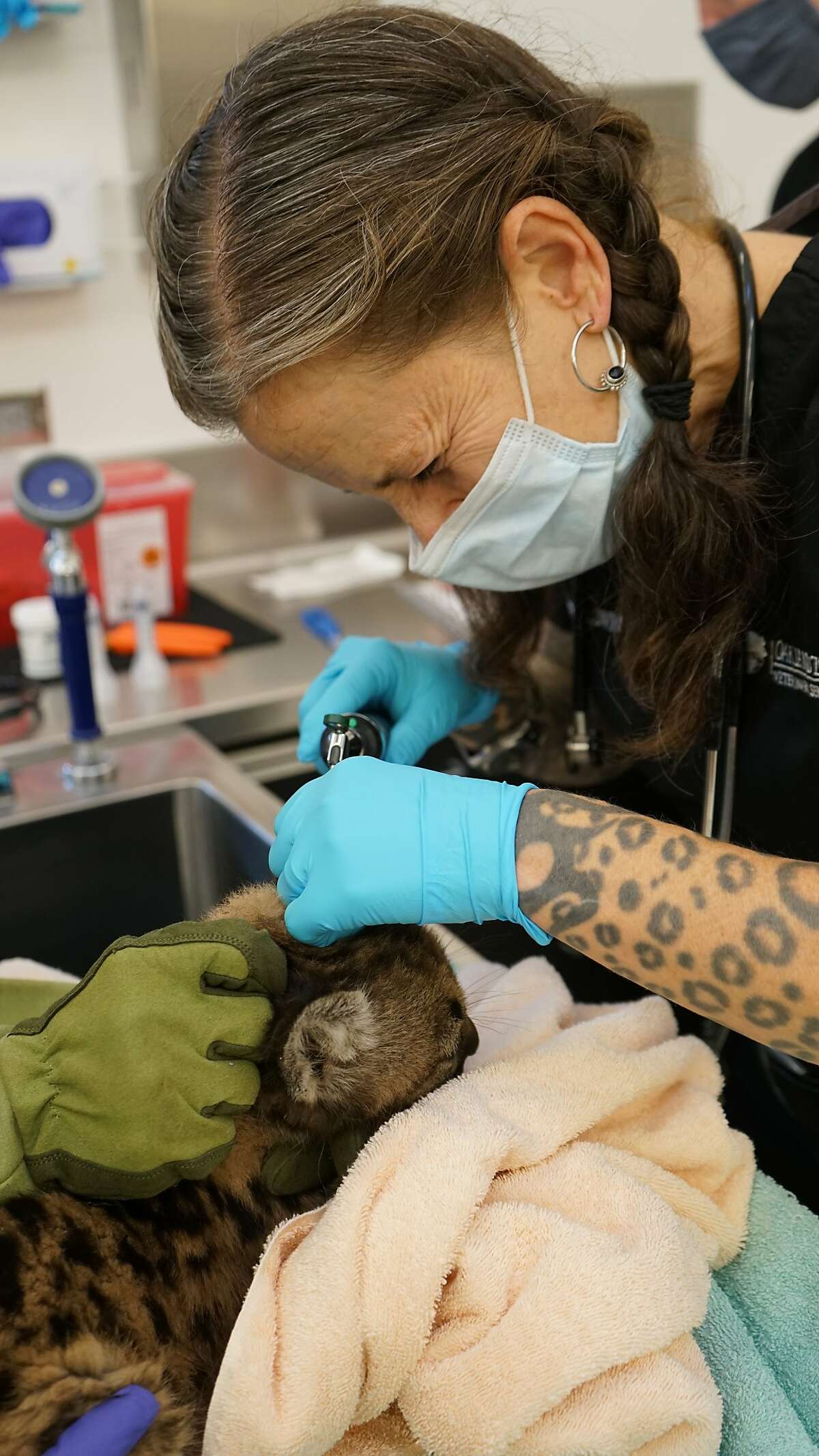 A member of the veterinary staff at the Oakland Zoo examines one of the female mountain lion cubs rescued from the Zogg Fire.