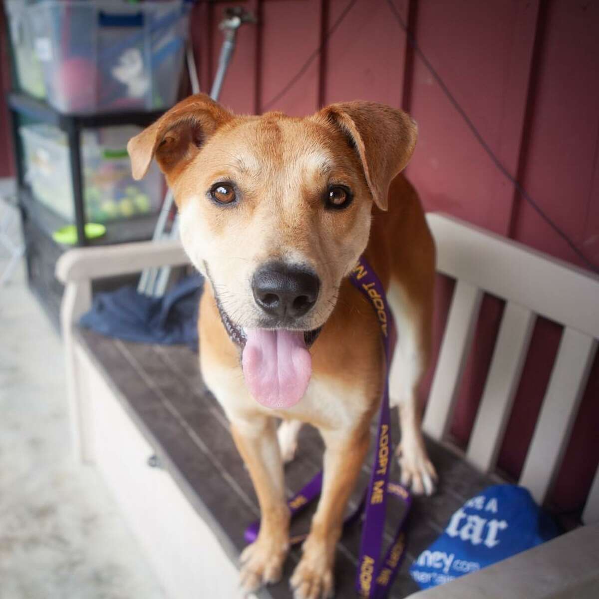 William, a 14-month-old yellow Retriever mix is seeking a forever home.