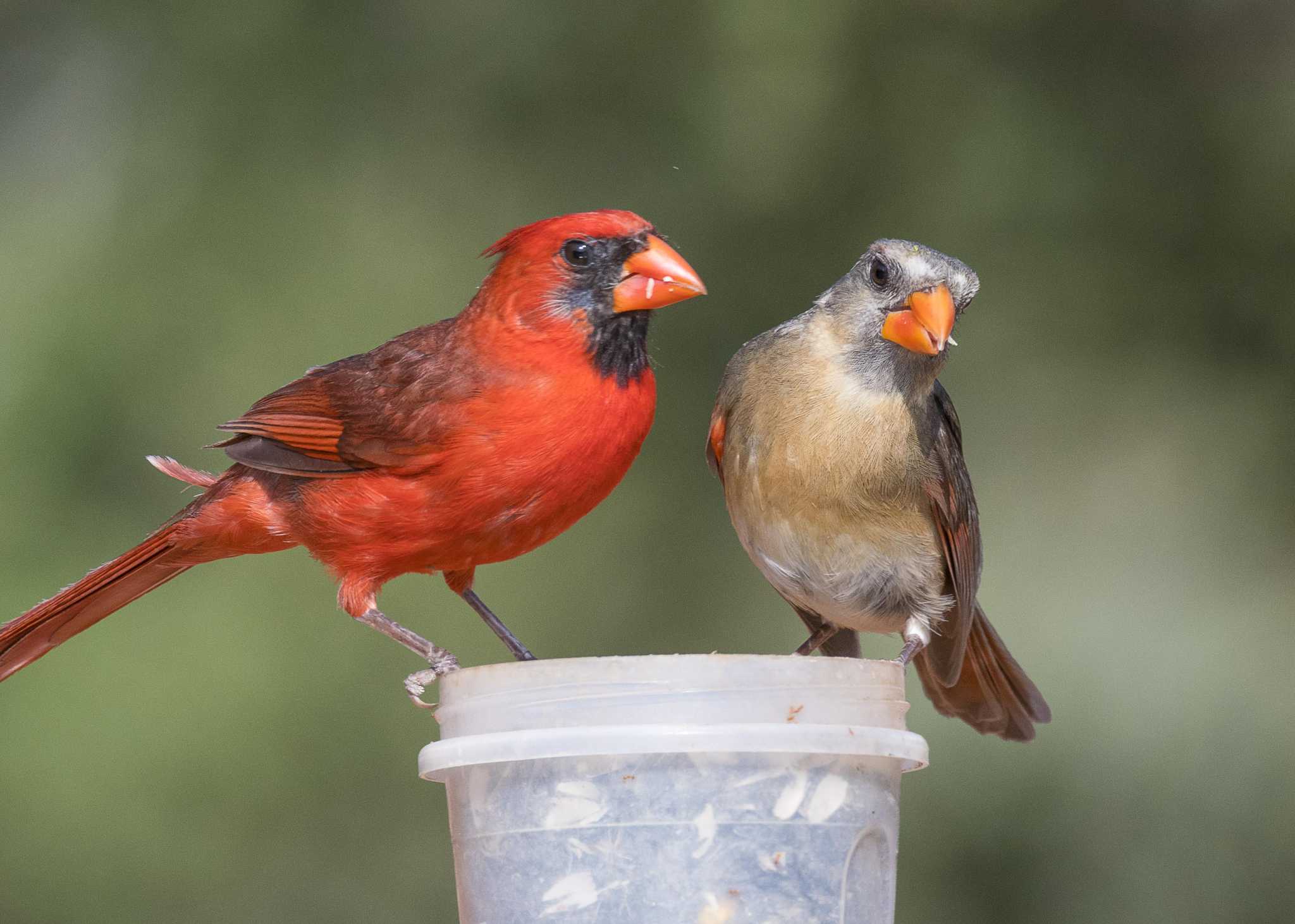 Calvin Finch: Your guide to feeding birds in San Antonio