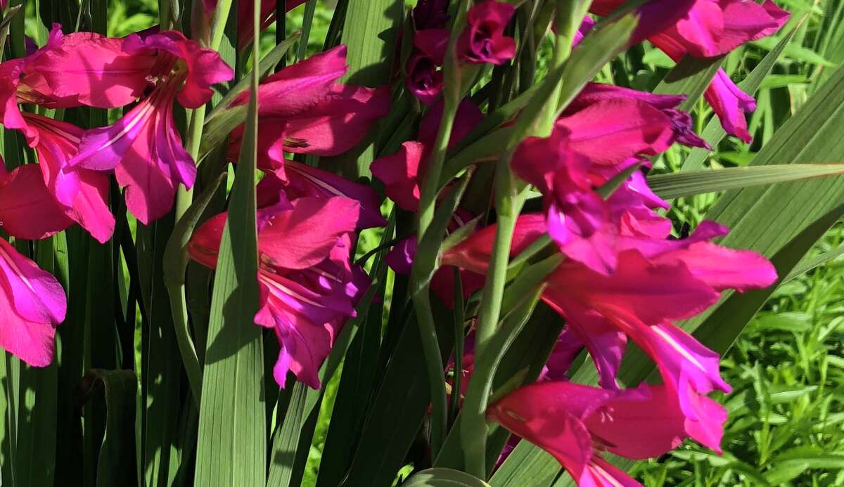 These are Byzantine gladiolus flowers. Bulbs for this plant should be planted now.