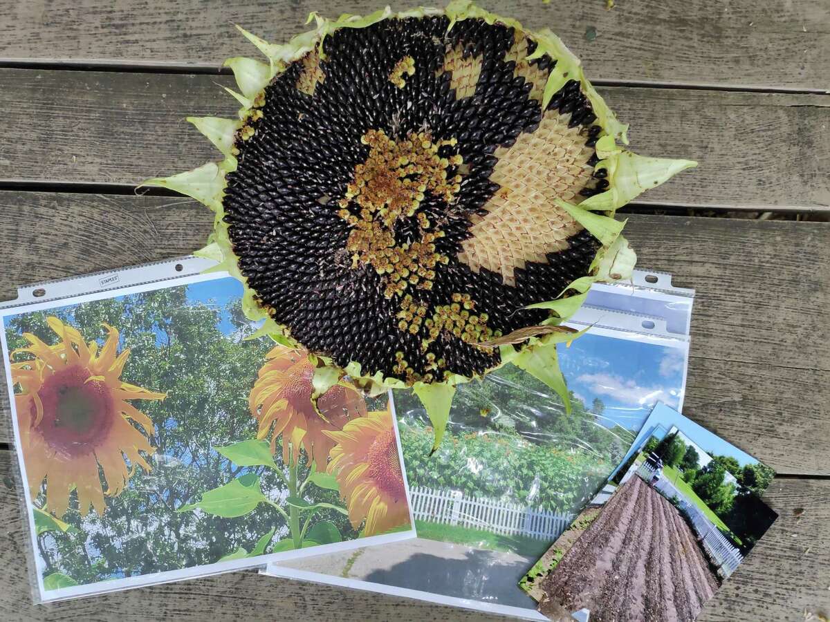 The Trumbull Nature & Arts Center hosted Trumbull families over three sessions for a socially distant sunflower seed harvest program on Saturday, Sept. 26. Seeds from the mammoth sunflowers were harvested. Instructor Mark Ceneri told the origins of sunflowers, and how each plant part is used for a specific purpose. Participants then made a sunflower craft, and planted their own dwarf sunflowers to take home.