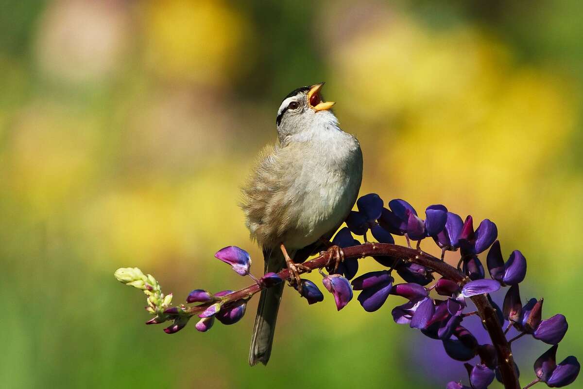 A white crowned sparrow sings while resting on a purple lupine.