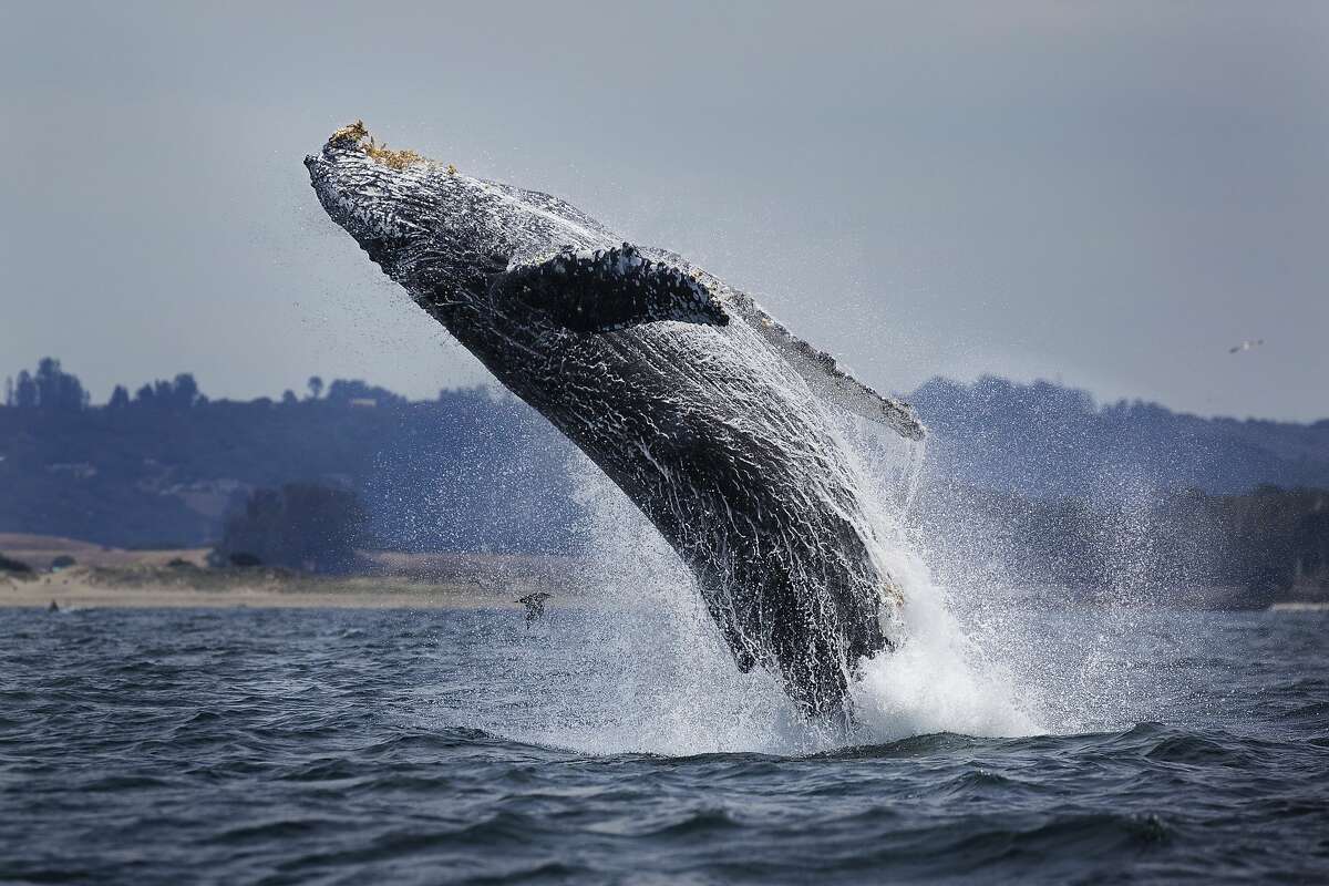 Stunning video captures extremely rare triple whale breach in Monterey Bay