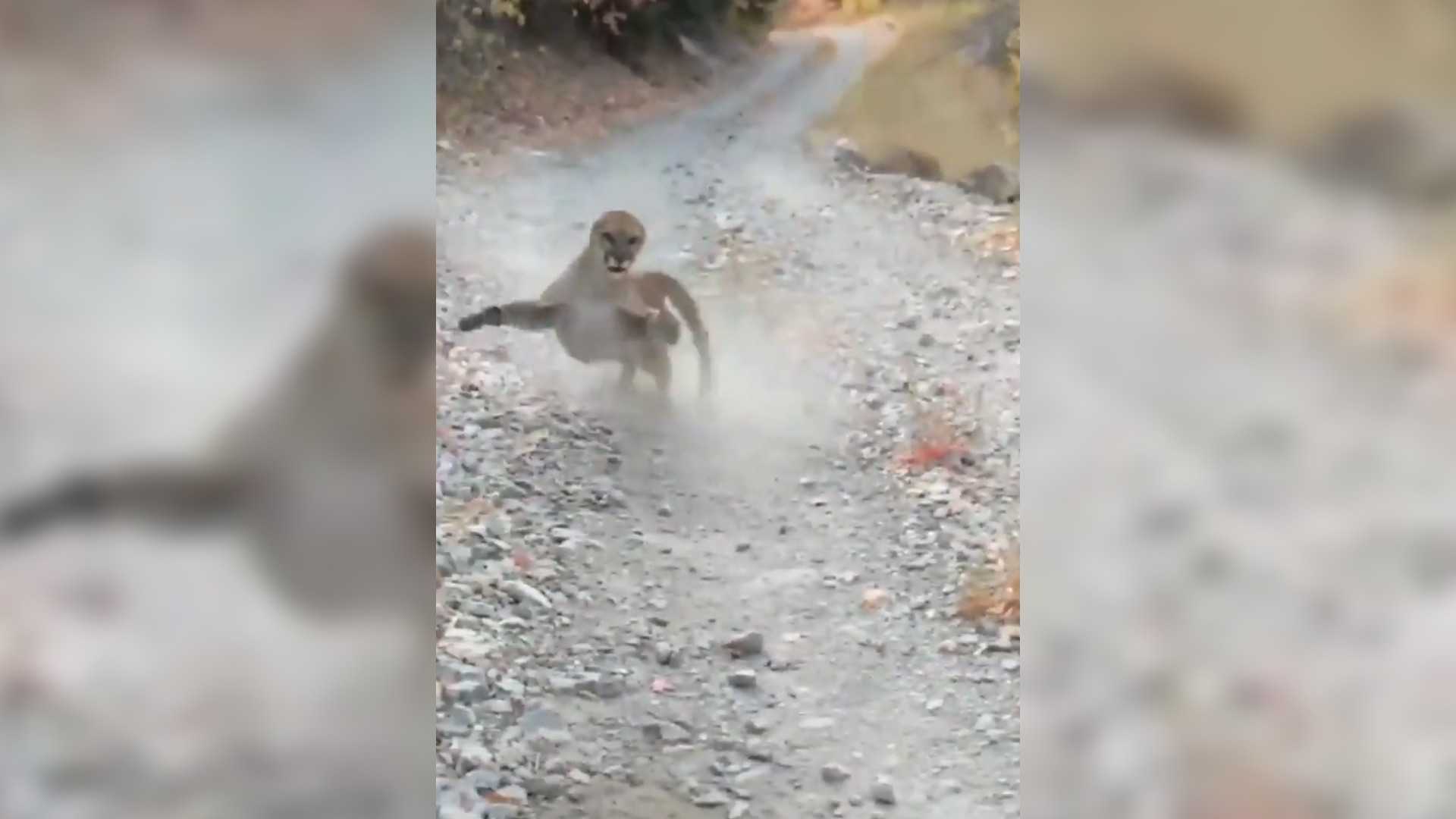 Viral video shows Utah hiker stalked by cougar for 6 terrifying minutes