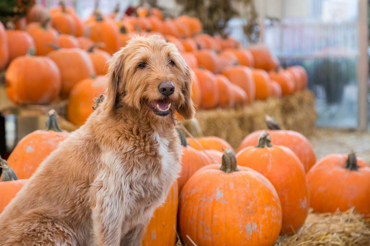 San Antonioarea pumpkin patches to take your pup to