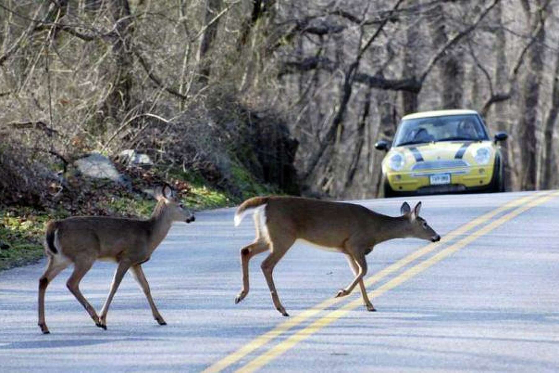 deer hit by cars statistics