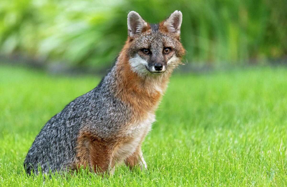S.A.'s Common Critters: San Antonio's gray foxes becoming more visible ...
