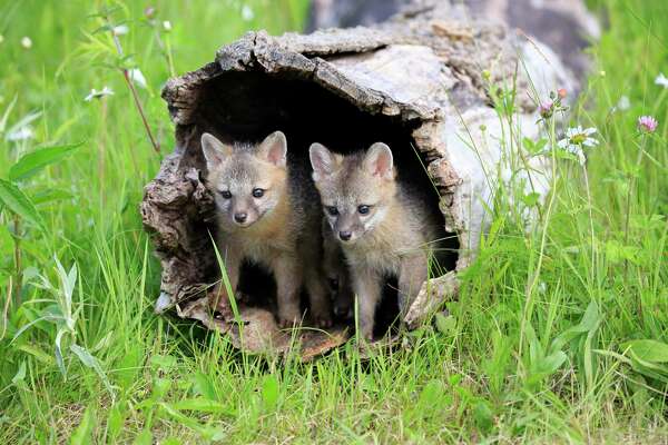 S.A.’s Common Critters: San Antonio’s gray foxes becoming more visible