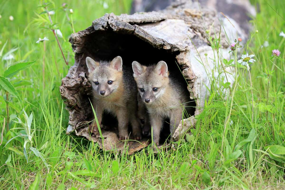 grey fox kit