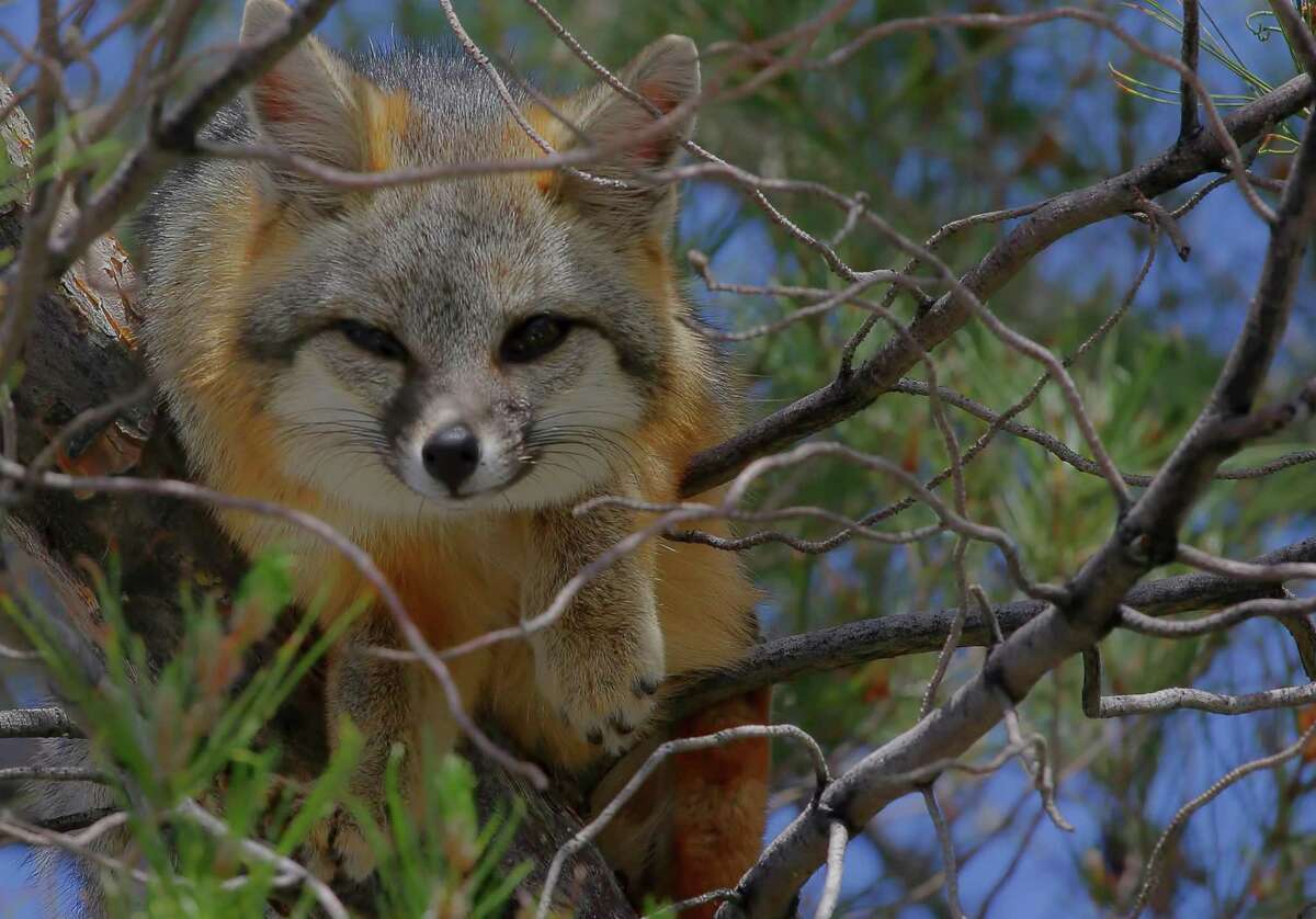 S.A.’s Common Critters San Antonio’s gray foxes more visible