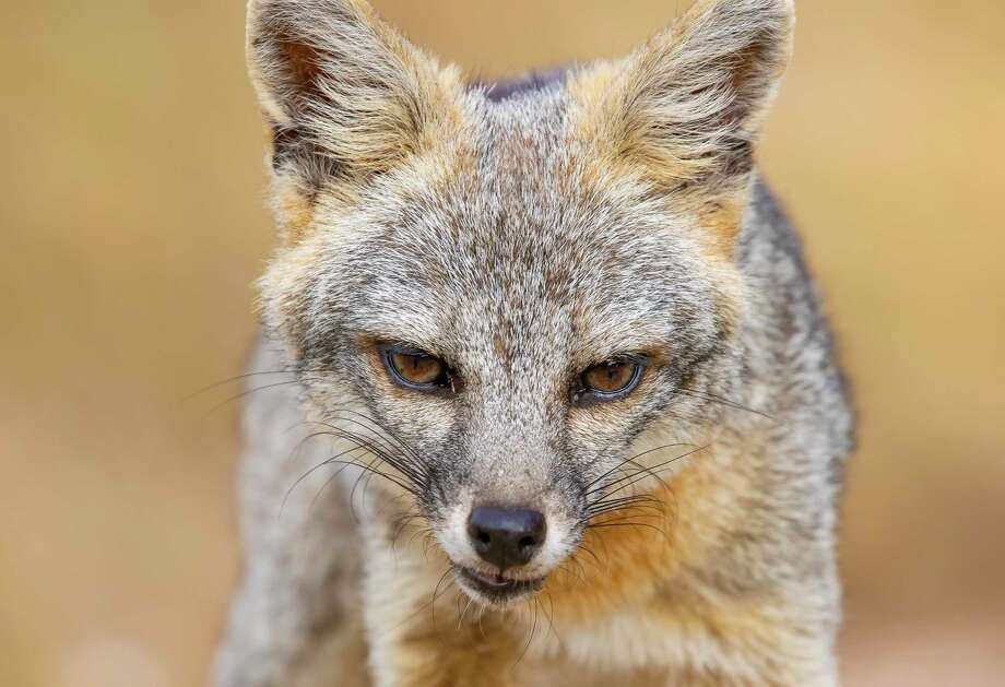 S.A.’s Common Critters San Antonio’s gray foxes more visible