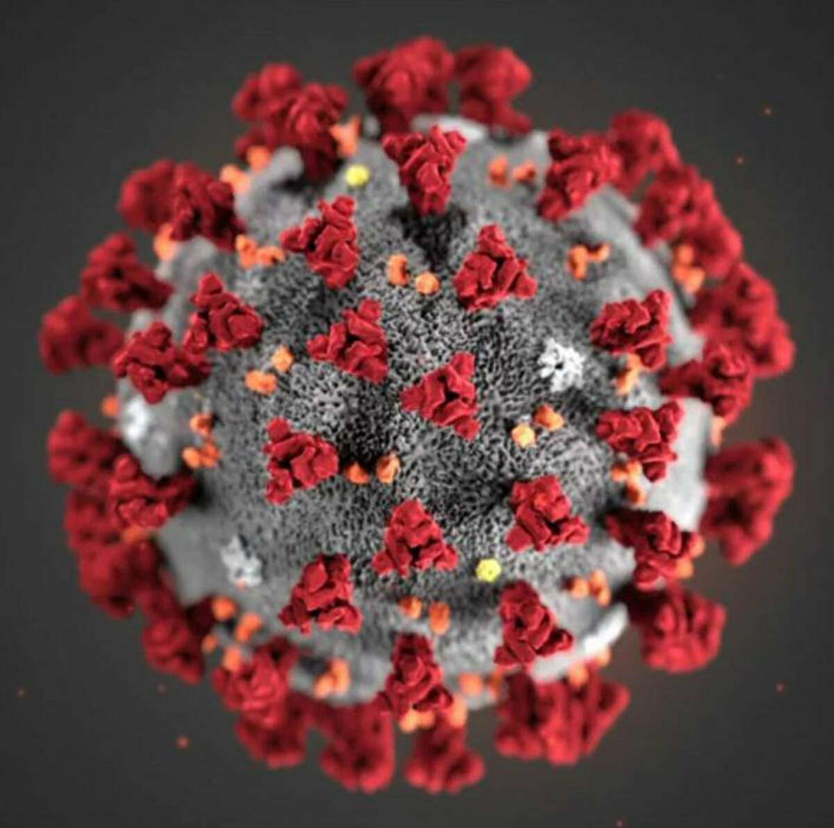 A COVID-19 virus is shown in this image provided by the CDC.